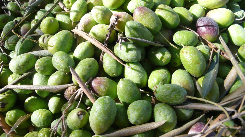 Zinzino polifenol oliva